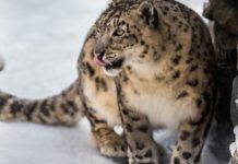 Снежный барс напал на домашний скот в ГБАО