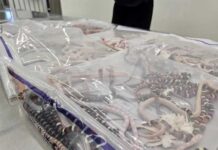 Сто змей в брюках. Задержан мужчина, пытавшийся ввезти в Китай живых рептилий