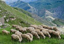 Житель Пенджикента продал 15 голов скота, переданных ему на хранение — МВД